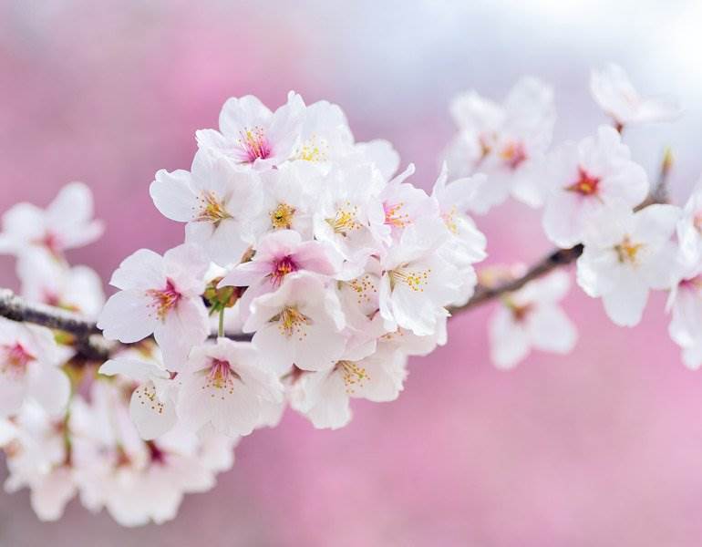 Image result for blossom