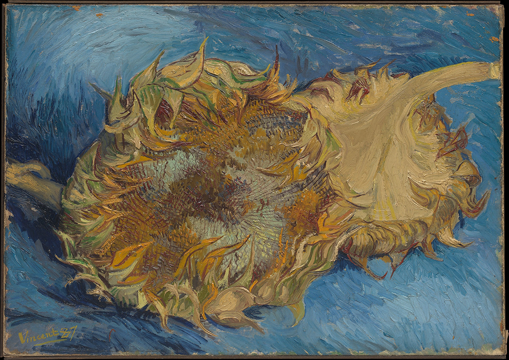 A close-up oil painting of two large, cut sunflowers lying on a vivid blue background.