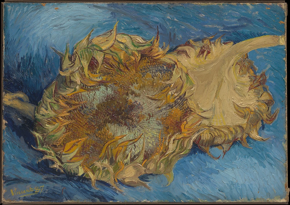 A close-up oil painting of two large, cut sunflowers lying on a vivid blue background.